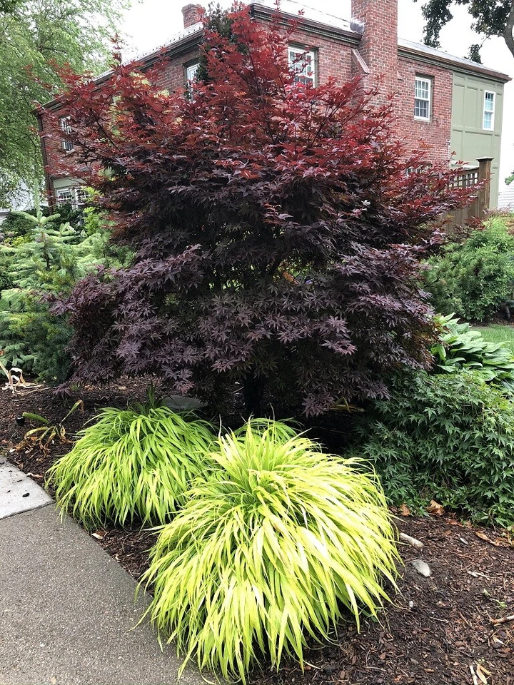 Hakonechloa macra 'All Gold' - Hakone Japanese Forest Grass *Live Plant - Image 3 of 3