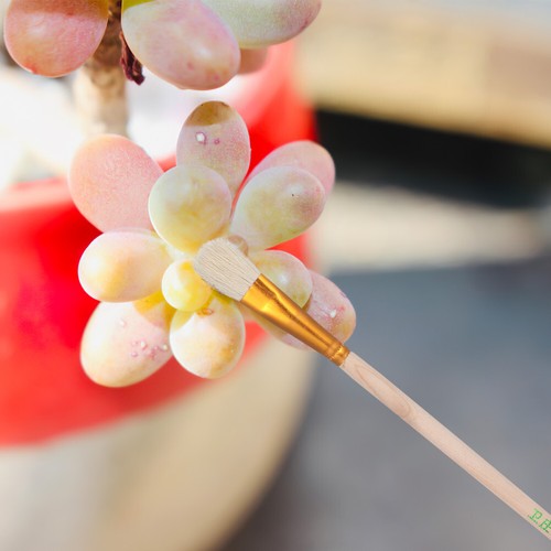 8 Pcs Plant Pollinator Brush Pollinating Brushes Artificial Chalk - 第 6/12 張圖片
