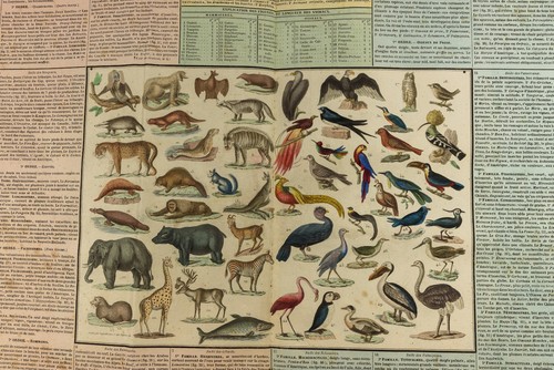 1837 - Zoologie : Gravure ancienne en couleurs. Mammifères, Oiseaux - Foto 2 di 2