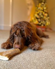 Fallow Deer Antler Dog Chew | Natural Soft Antlers Puppy Friendly Dental Treat