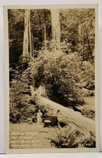 RPPC Calif MUIR WOODS Nat'l Monument Nature Bridge Stream Real Photo Postcard G9