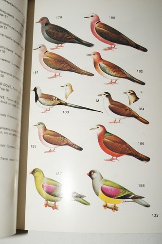 EAST AFRICAN BIRDS GUGGISBERG OISEAUX AFRIQUE DE L'EST 1980 KENYA ENGRAVING - Picture 4 of 4