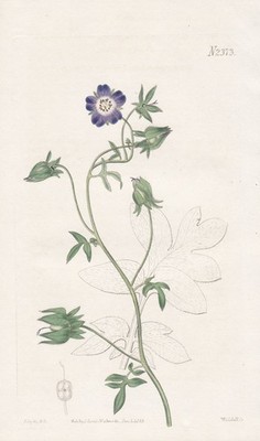 Nemophila Phacelio North America flower botany engraving Kupferstich Curtis 2373