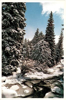 Z-28 Evergreens, Winter, Impressions series, Allan Bruce, Curt Teich Postcard