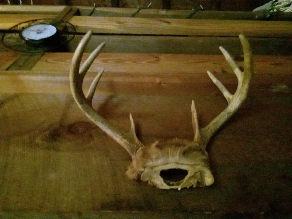 whitetail deer antlers for sale eBay