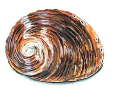 Decal Vinyl Sticker Abalone Shell - Printed Vinyl Decal Made in USA