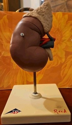 Anatomy Biology Model Kidney 3d Learning Anatomy Teaching Model, Nice & Numbered