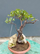 Bonsai Ficus 35x20cm  In Vaso Robusto UNICO Pianta Ficus Carica Compralo Subito 