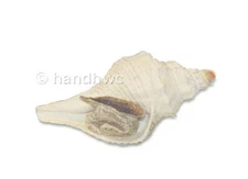 AAA 95801 Small White Tuba False Fusus Sea Shell Sealife Toy Replica Prop - NIP