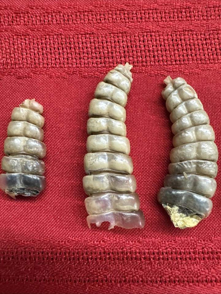 Lote de 5 sonajeros de serpiente de cascabel West Texas Diamondback D Foto 3 de 4