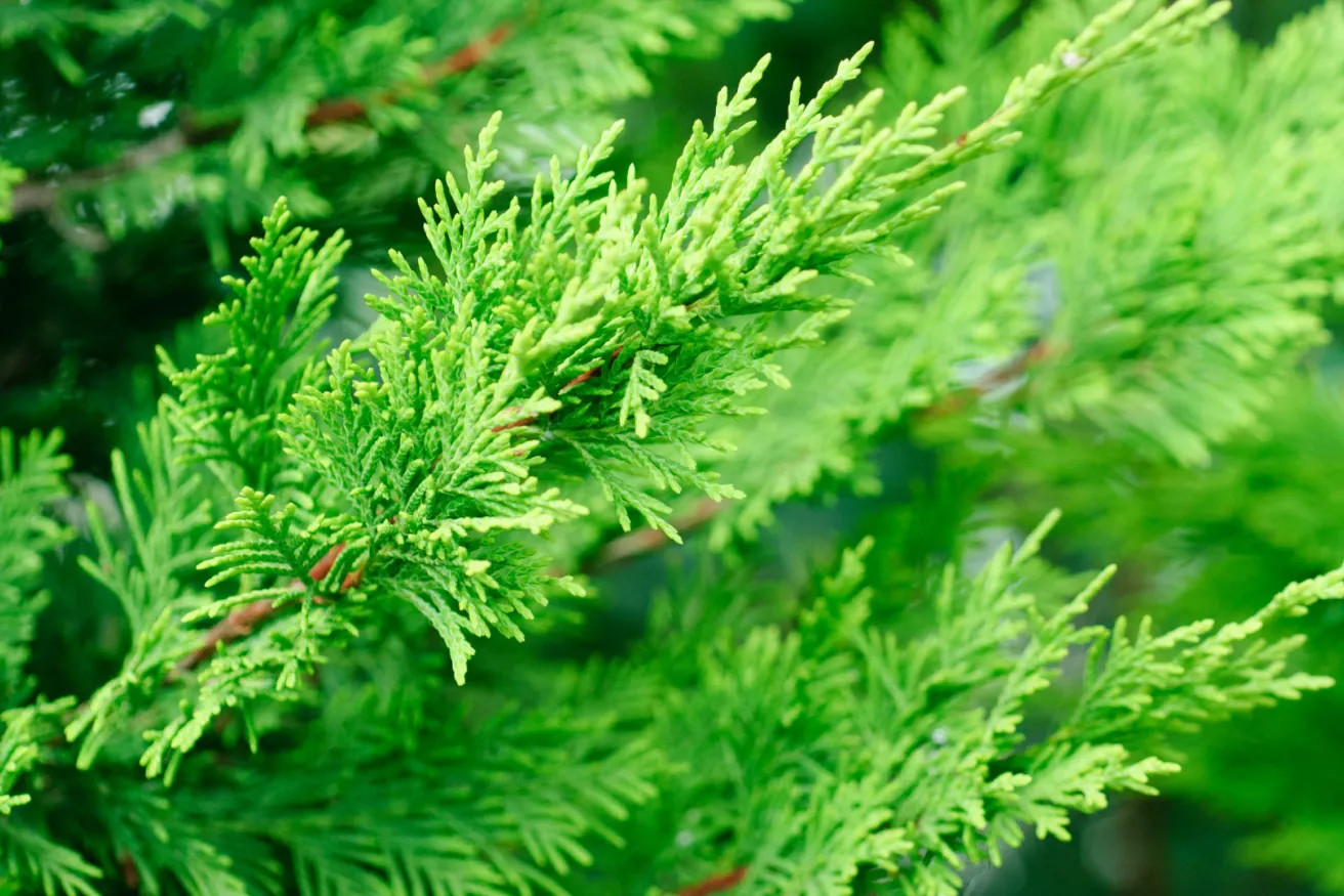 5 Leyland Cypress Tree - Hybrid - Bare Root Starter Plug