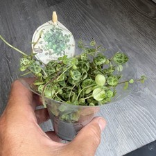 Senecio String Of turtles Variegated 6cm pot ( WHOLE PLANT ) ..
