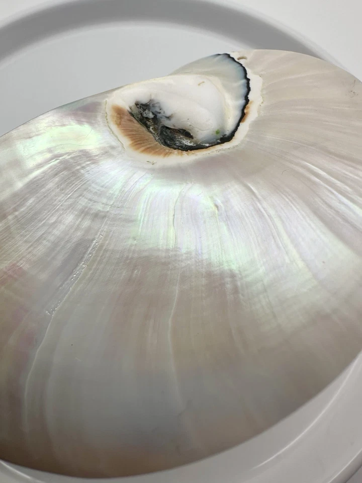 White Pearl Nautilus Shell Handmade Pendant in Half Cut Nautilus - Image 3 of 4