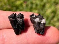 Florida Fossil Deer Teeth Odocoileus virginianus Pleistocene Ice Age Mammal