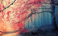 Landscape trees nature fall forest maple Custom Gaming Mat Desk