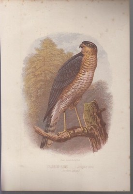 Holzstich Sparrow-Hawk (Accipiter nisus) Jagd und Hunde