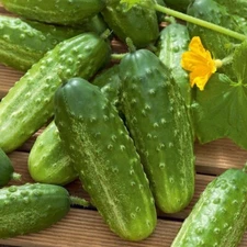 20 New Fresh Harvest of Quality Wisconsin SMR 58 Premium Cucumber Seeds-B 85