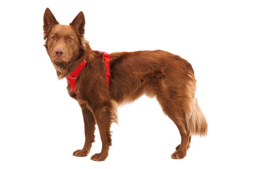 Ruffwear No Pull Dog Harness Nylon — WW - Picture 61 of 61