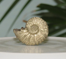 Fossile d'ammonite en pyrite - B8