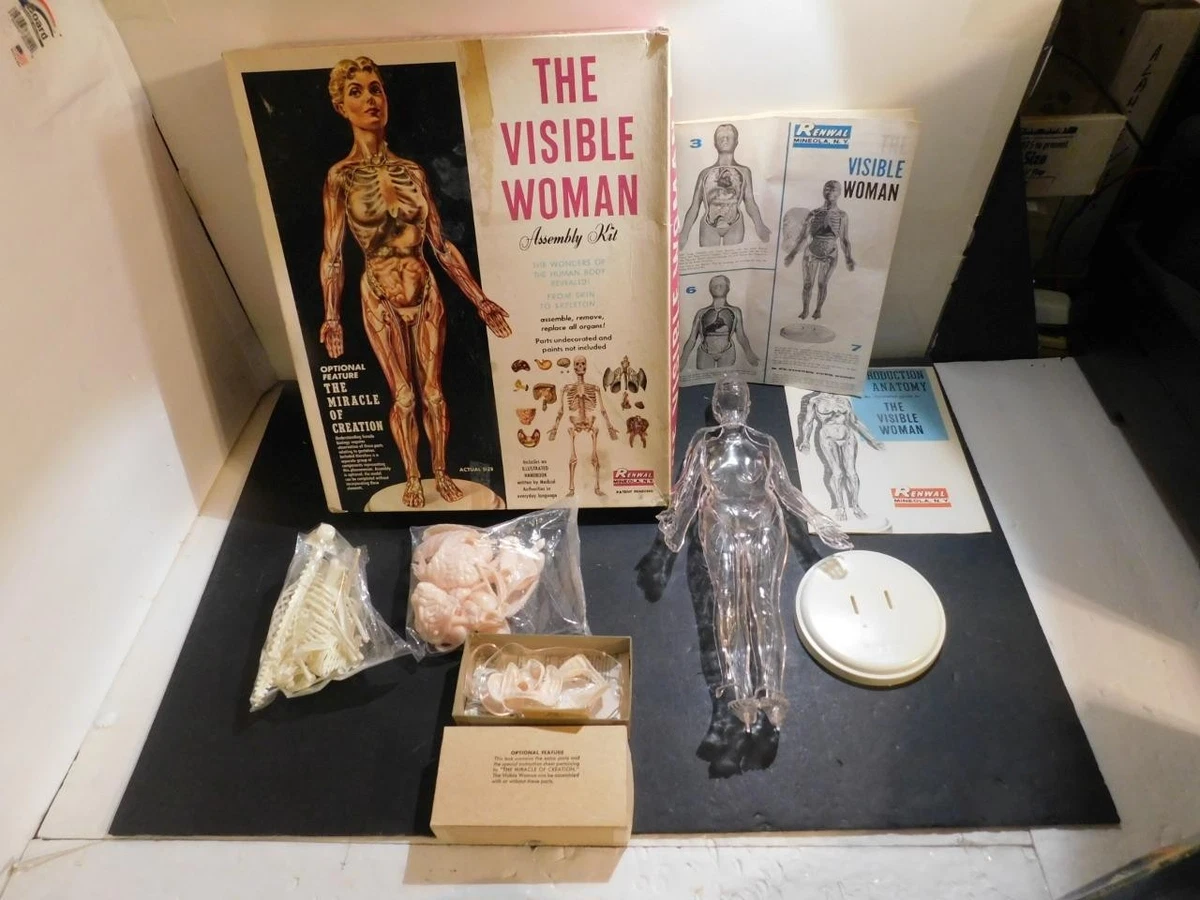 Visible Woman Indiana OTHER Models & Kits for sale | eBay