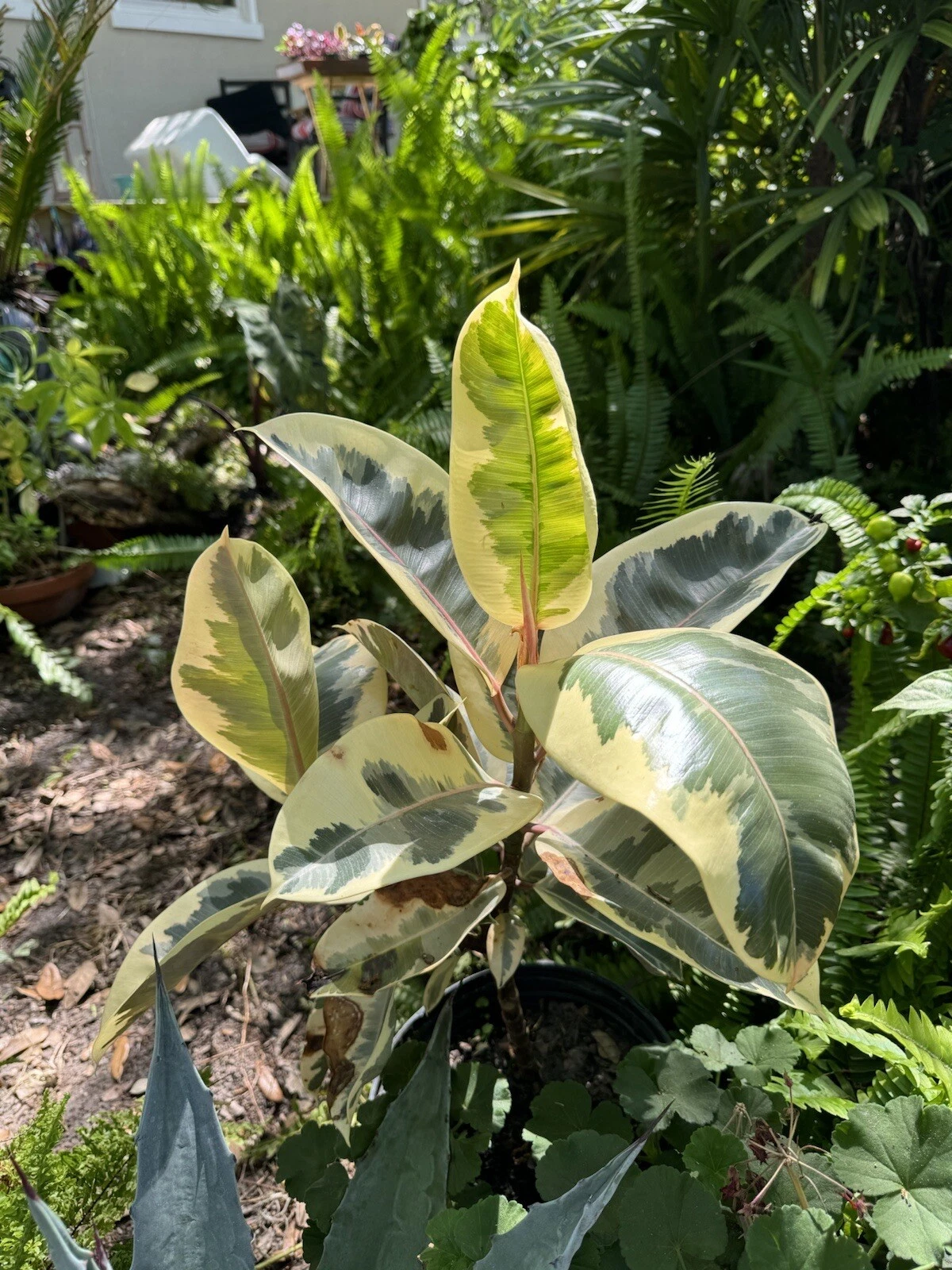 Rubber plant variagate