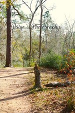 Digital image picture Wallpaper stump in middle of forest photo by Paige