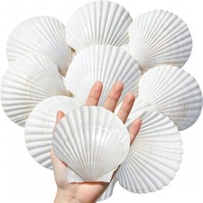 8PCS Large Scallop Shells 4"-5", Natural White Seashells for Crafts