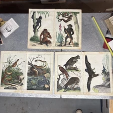 Lot Of 6 Hand colored Nature Prints Book Tearouts