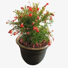 Dwarf Pomegranate Tree – 2-Year-Old Fruiting Plant in planter – Live Plant