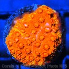 Corals of Eden ~ WYSIWYG Live Coral Frag ~ Captain America Cyphastrea ~ LPS — photo 3