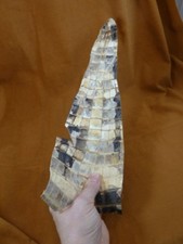  G471-92 9.5" Gator ALLIGATOR hide scrap leather skin piece croc craft supply