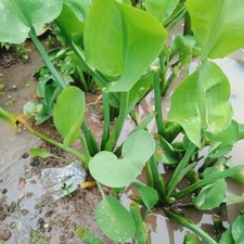 Daun Genjer ( Limnocharis Flava )�Yellow bur-head Dried Leaves
