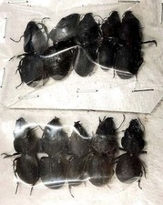 Carabidae : Dinoscaris decorsei A1 or A2 10pcs set