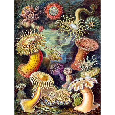 Haeckel Anemone Sea Life Large Wall Art Print 18X24 In