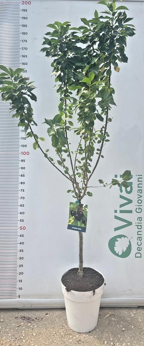 Pianta Di Ciliegio Nano - Vaso O Fitocella, Frutti Abbondanti - Foto 13