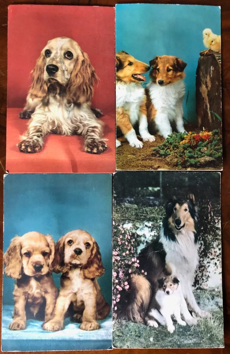 Golden retriever best sale lassie