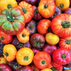 Rainbow Mix Beefsteak Tomato Seeds | Mixed Colors Tomatoes Vegetable Seed 2025