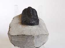 Vero trilobit 5 cm dal Marocco - bellissimo e impressionante raro trilobit