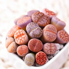 Mixed Lithops Seeds, Lithops Pseudotruncatella, Stones Succulent 100 Seeds 