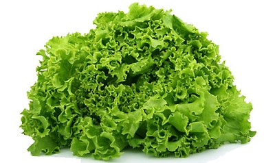500 Samen Batavia Salat Gold Frühling BIO Methode Samen Salat