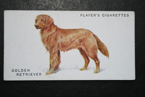 GOLDEN RETRIEVER Vintage 1931 Illustrierte Hundekarte EE02M - Bild 2 von 2