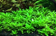  BUY 2 GET 1 FREE Staurogyne Repens Clump S. Repens Live Aquarium Plants  