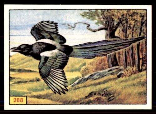 Panini Birds 1978 - Magpie (The most brilliant and elegant) No. 288