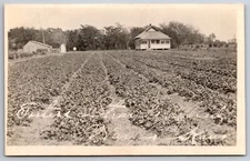Harper KS Strawberry Bed in Rows~Bungalow Farmers House~Saltbox Barn RPPC c1915