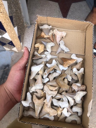 0 Resturation 50 Peices Otudos Shark Teeth Size 3-4-5-cm Creatcoues Peroid Juras - Picture 7 of 8