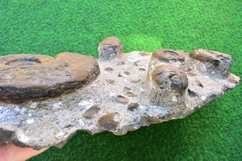 Ammonit natürliche fossile Matrix marokkanischer Kreideatlasberg UKBUY✔ 25 cm #2 - Bild 2 von 8