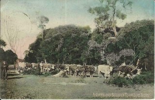 A Gippsland Bullock Team. Lake Tyers. Victoria Vintage Australian postcard.