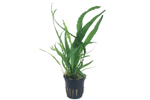Microsorum pteropus Java Fern Aquarium Plant EU Grown 100% Shrimp Safe - Picture 3 of 7