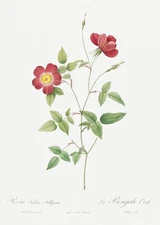 Rose Indica Stelligera Rose Les Roses by Pierre Joseph Redouté Print Repro