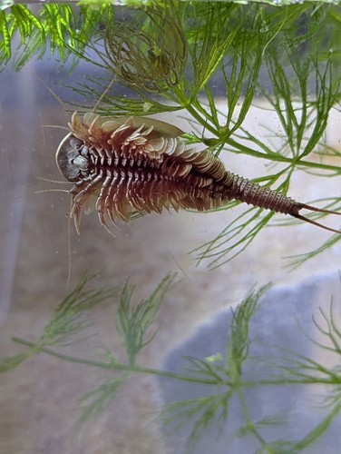 Triops Granarius Urzeitkrebse 50 Eier Pure Eggs / Zuchtansatz - Bild 1 von 3